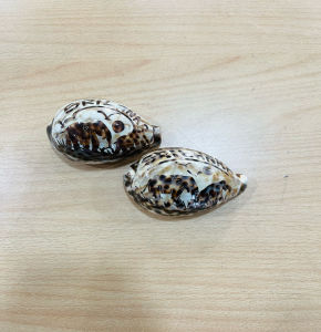 Sea Shell Ceylon Handmade Ornament